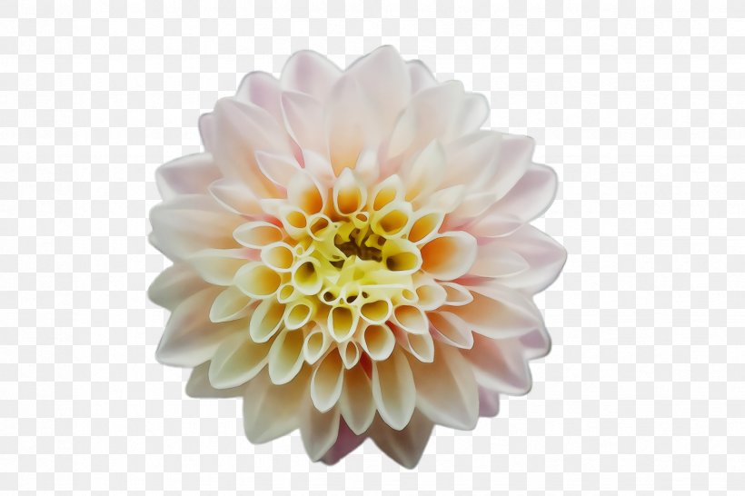 Dahlia Chrysanthemum Cut Flowers News Bicycle, PNG, 2448x1632px, Watercolor, Artificial Flower, Aster, Attribution, Bicycle Download Free