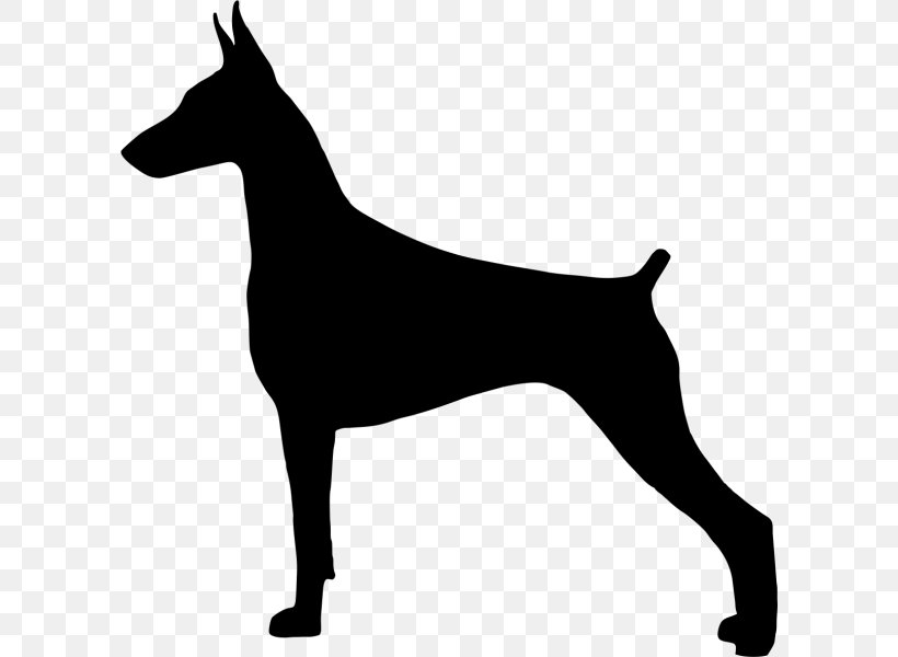 Dobermann Miniature Pinscher German Pinscher Great Pyrenees Greyhound, PNG, 600x600px, Dobermann, Black And White, Carnivoran, Dog, Dog Breed Download Free