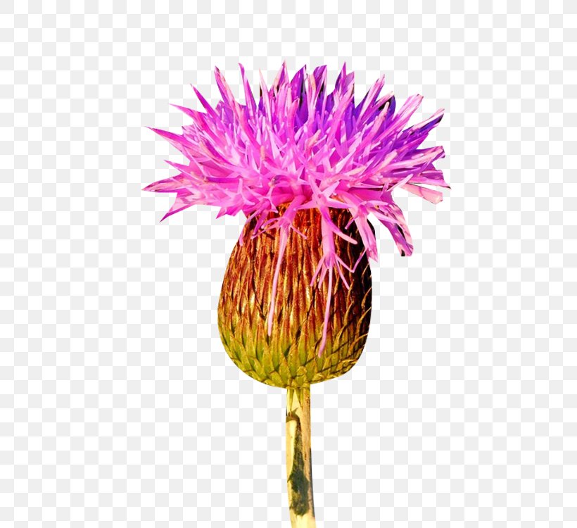 Milk Thistle, PNG, 600x750px, Milk Thistle, Cardoon, Chrysanthemum, Chrysanths, Cut Flowers Download Free