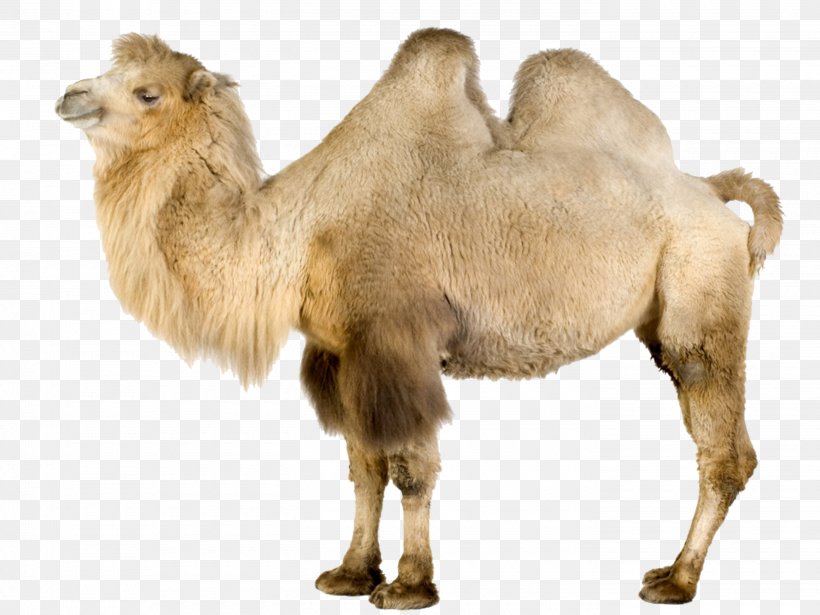 Wild Bactrian Camel Dromedary Llama Wallpaper, PNG, 2800x2100px, Bactrian Camel, Animal, Arabian Camel, Camel, Camel Like Mammal Download Free