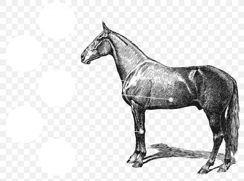 Arabian Horse Equestrian Vintage Clothing Clip Art, PNG, 833x618px, Arabian Horse, Black And White, Bridle, Digital Stamp, Drawing Download Free
