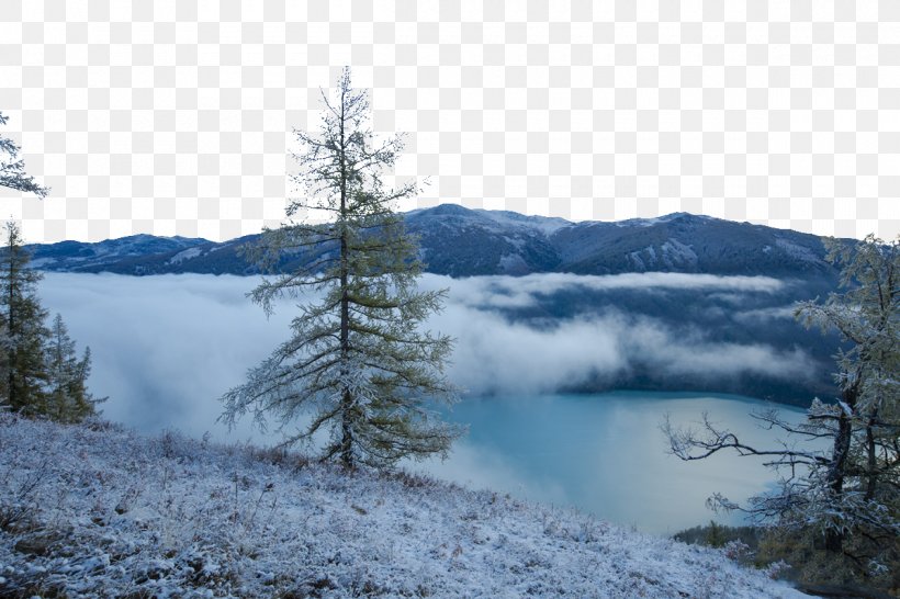 Kanas Lake Pine High-definition Television, PNG, 1200x800px, Kanas Lake, Conifer, Fell, Fir, Forest Download Free