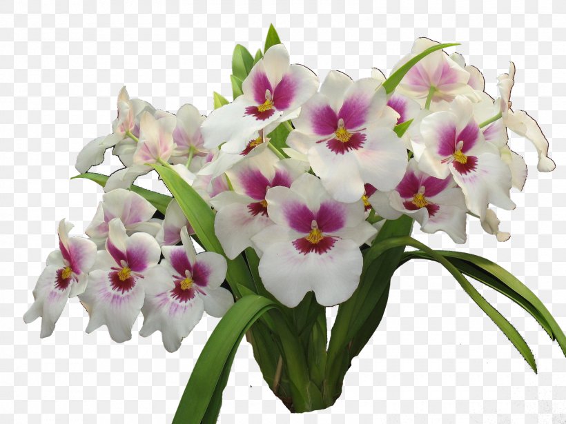 Orchids Cut Flowers Colorimetria Capilar 3112 (عدد), PNG, 1600x1200px, Orchids, Cattleya, Color, Colorimetry, Cultivar Download Free