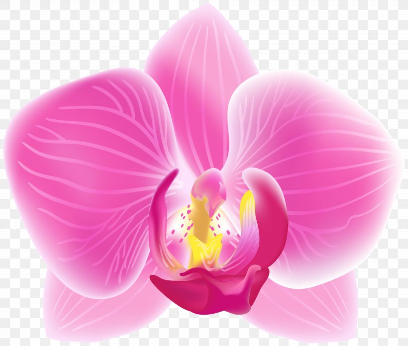 Orchids Clip Art Cattleya Percivaliana Image, PNG, 8000x6798px, Orchids, Cattleya, Cattleya Orchids, Cattleya Percivaliana, Christmas Orchid Download Free