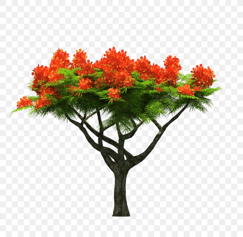 Tree Maple Clip Art, PNG, 800x800px, Tree, Branch, Cut Flowers, Flower, Flowering Plant Download Free