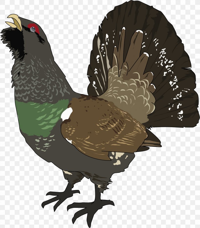 Bird Western Capercaillie Grouse Clip Art, PNG, 2003x2282px, Bird, Animal, Beak, Black Grouse, Cantabrian Capercaillie Download Free