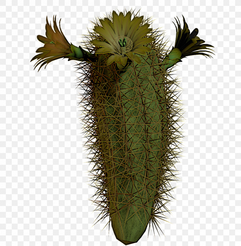 Cactus, PNG, 1000x1020px, Cactus, Acanthocereus, Caryophyllales, Eastern Prickly Pear, Echinocereus Download Free