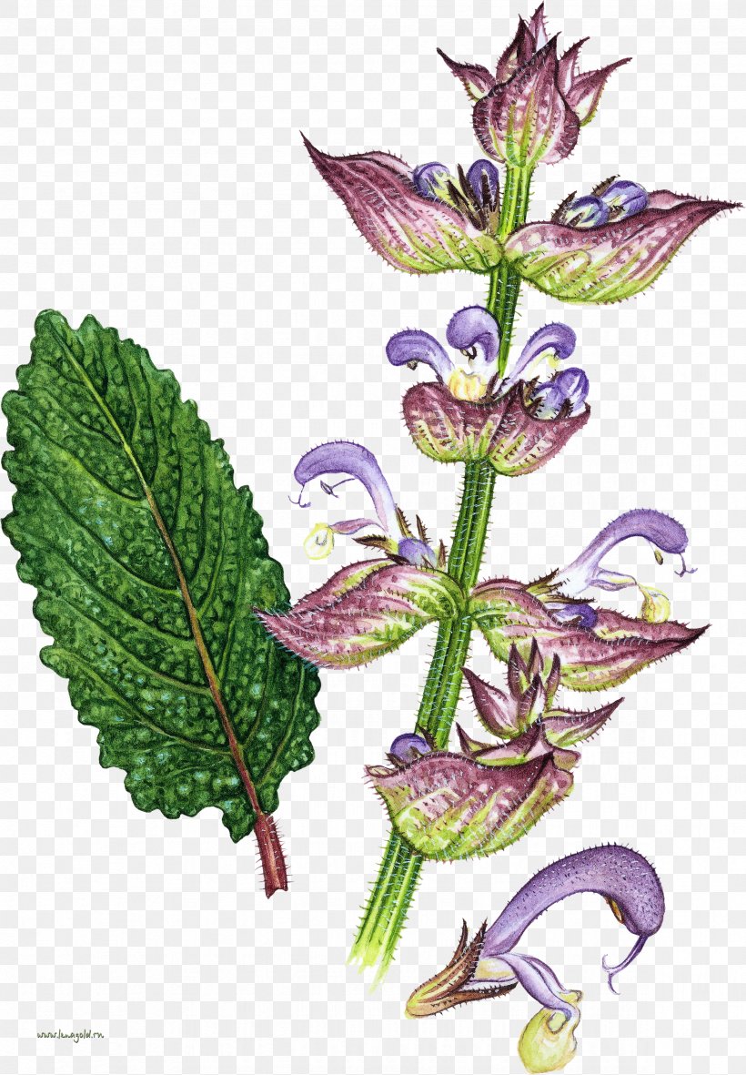 Essential Oil Menstrual Cramps Health Menstruation Pain, PNG, 2359x3400px, Essential Oil, Aromatherapy, Clary, Comfrey, Common Sage Download Free