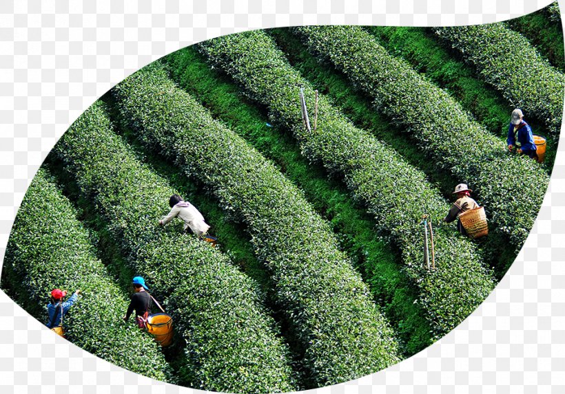 Ethical Tea Partnership Sustainability Tea Plant Economic Development, PNG, 953x666px, Tea, Agriculture, Crop, Economic Development, Evergreen Download Free