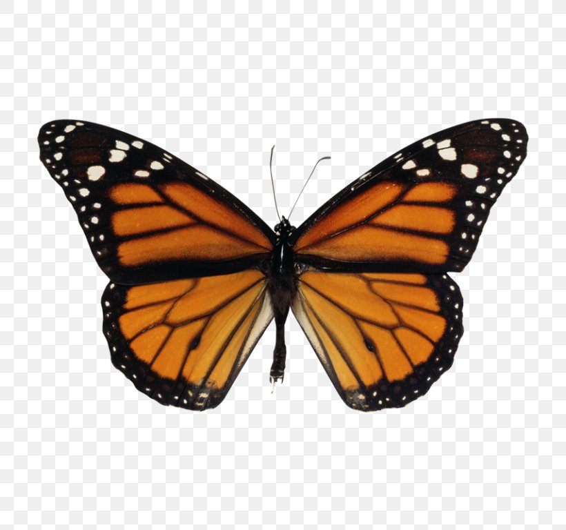 Monarch Butterfly Biosphere Reserve Monarch Butterfly Sanctuary Clip Art, PNG, 768x768px, Butterfly, Arthropod, Brush Footed Butterfly, Brushfooted Butterflies, Butterflies And Moths Download Free