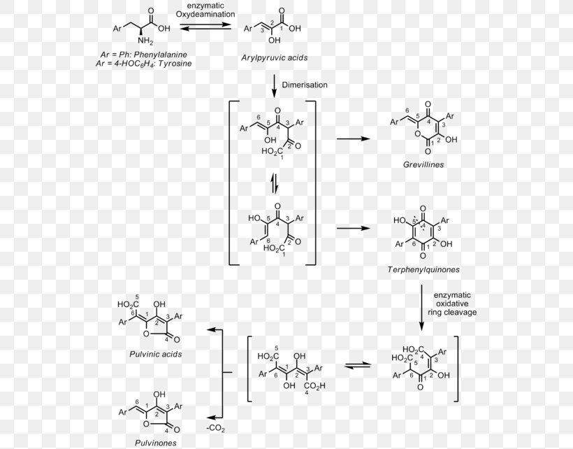 Pulvinone Phenylalanine Aromatic Amino Acid, PNG, 550x642px, Phenylalanine, Acid, Amino Acid, Area, Aromatic Amino Acid Download Free