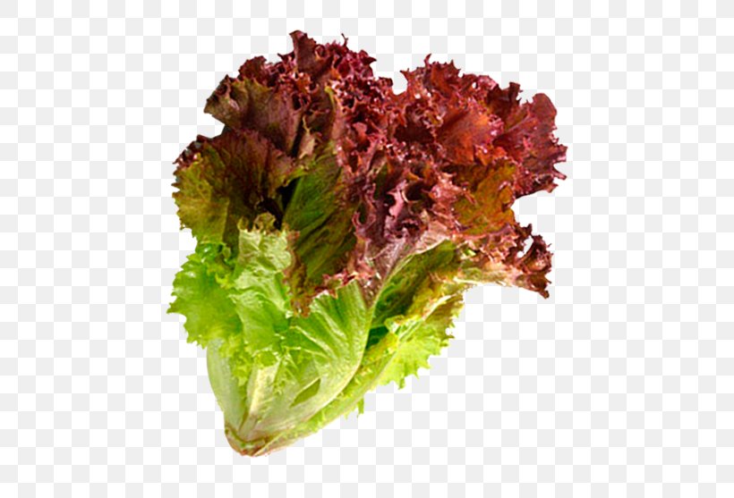 Red Leaf Lettuce Salad Leaf Vegetable Scallion, PNG, 550x557px, Lettuce, Apple, Box Set, Carrot, Dried Fruit Download Free