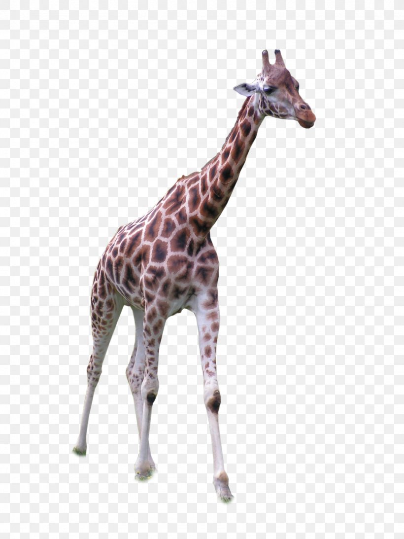 Africa Northern Giraffe Grassland, PNG, 1536x2048px, Africa, Animal, Fauna, Giraffe, Giraffidae Download Free