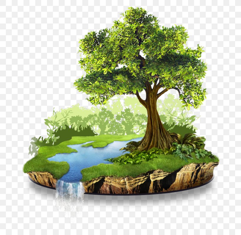 Conservation Natural Resource Natural Environment Nature, PNG, 745x800px, Conservation, Bonsai, Energy, Energy Conservation, Environment Download Free