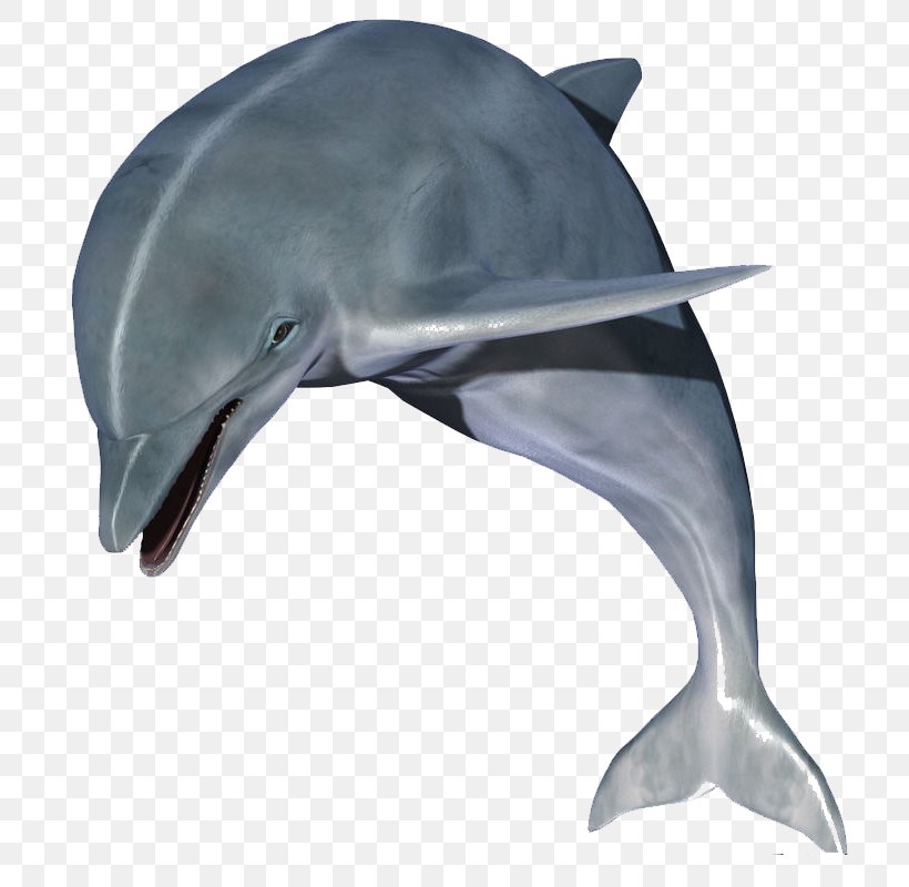 Dolphin Clip Art, PNG, 800x800px, Dolphin, Android, Beak, Child, Common Bottlenose Dolphin Download Free