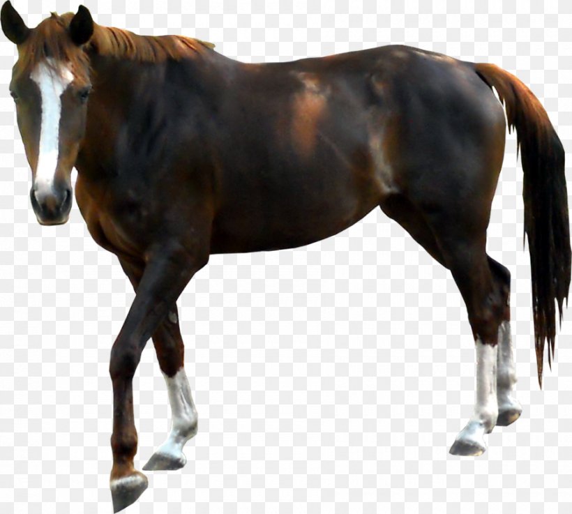 Horse, PNG, 900x809px, Horse, Bit, Colt, Horse Like Mammal, Horse Supplies Download Free