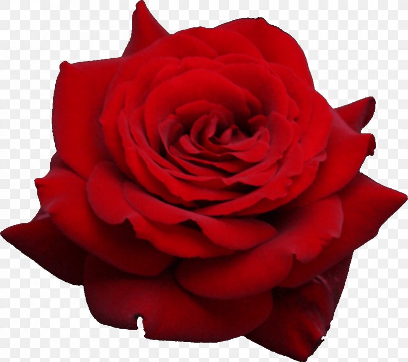 Rose Flower Clip Art, PNG, 1249x1110px, Rose, Blog, Cut Flowers, Floribunda, Flower Download Free