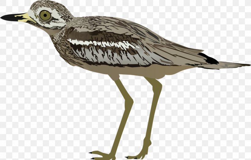 Wader Seabird Crane Water Bird, PNG, 1024x656px, Wader, Beak, Bird, Charadriiformes, Crane Download Free