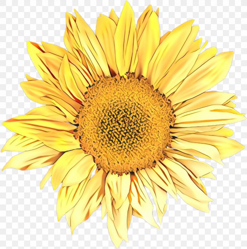 Flowers Background, PNG, 1014x1024px, Sunflower, Annual Plant, Asterales, Cco Licence, Closeup Download Free