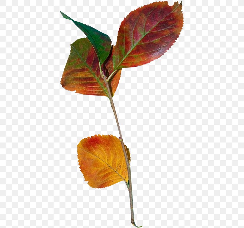 Осенние листья Leaf Plant Stem Clip Art, PNG, 417x768px, Leaf, Branch, Material, Plant, Plant Stem Download Free