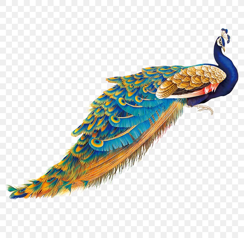 Peafowl Image Bird Feather, PNG, 800x800px, Peafowl, Beak, Bird, Feather, Galliformes Download Free