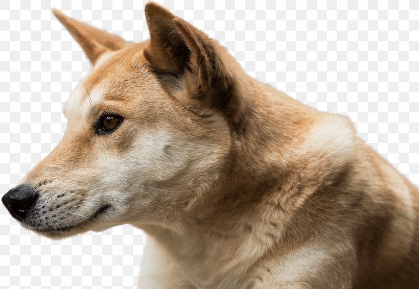 Saarloos Wolfdog Dingo Canaan Dog Akita Czechoslovakian Wolfdog, PNG, 1053x727px, Saarloos Wolfdog, Akita, Akita Inu, Animal, Australian Cattle Dog Download Free