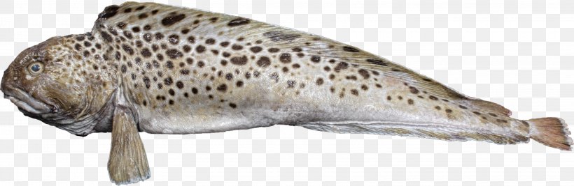 Spotted Wolffish Atlantic Wolffish Animal Trout, PNG, 3056x997px, Spotted Wolffish, Animal, Animal Figure, Atlantic Wolffish, Fish Download Free