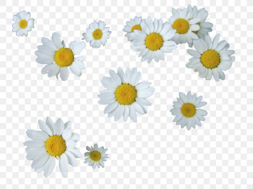 Common Daisy Editing Flower, PNG, 1280x960px, Common Daisy, Chamaemelum Nobile, Chart, Chrysanths, Cut Flowers Download Free