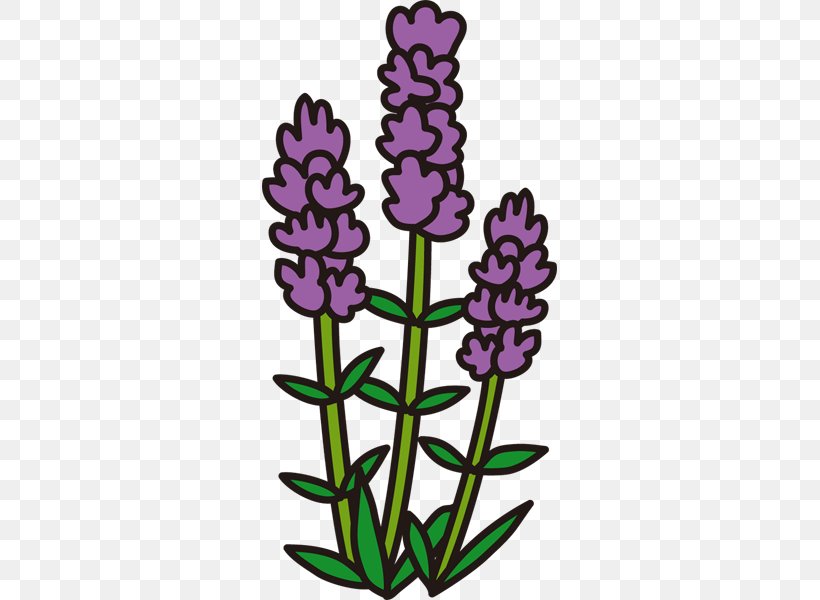 English Lavender Microsoft PowerPoint Clip Art, PNG, 600x600px, English Lavender, Color, Coloring Book, Cut Flowers, Flora Download Free