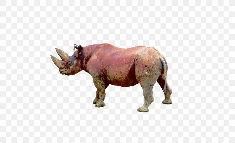 White Rhinoceros Animal Wildlife Black Rhinoceros, PNG, 500x500px, Bactrian Camel, Animal, Black Rhinoceros, Camel, Cattle Like Mammal Download Free