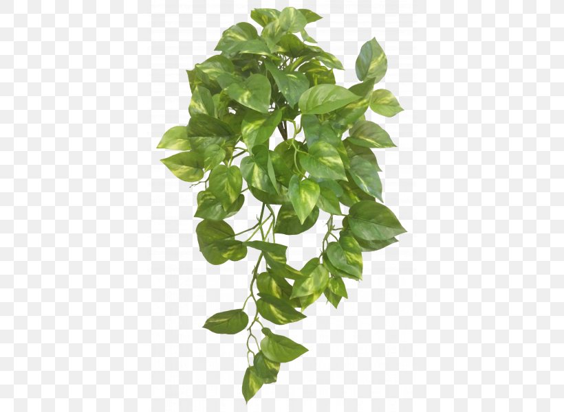 Leaf Plant Stem Basil Branching, PNG, 800x600px, Leaf, Basil, Branch ...