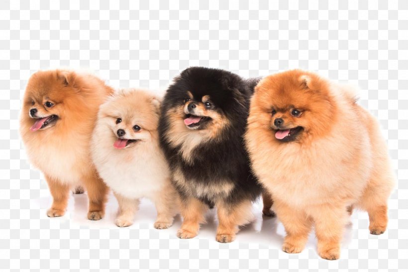 Pomeranian Japanese Spitz French Bulldog Puppy, PNG, 1100x733px, Pomeranian, Ancient Dog Breeds, Animal, Breed Group Dog, Bulldog Download Free