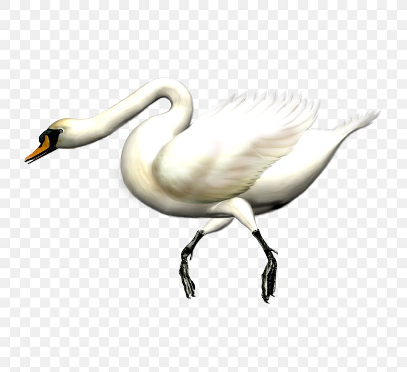 Swan Goose Black Swan Domestic Goose, PNG, 750x750px, Goose, Animal, Beak, Bird, Black Swan Download Free