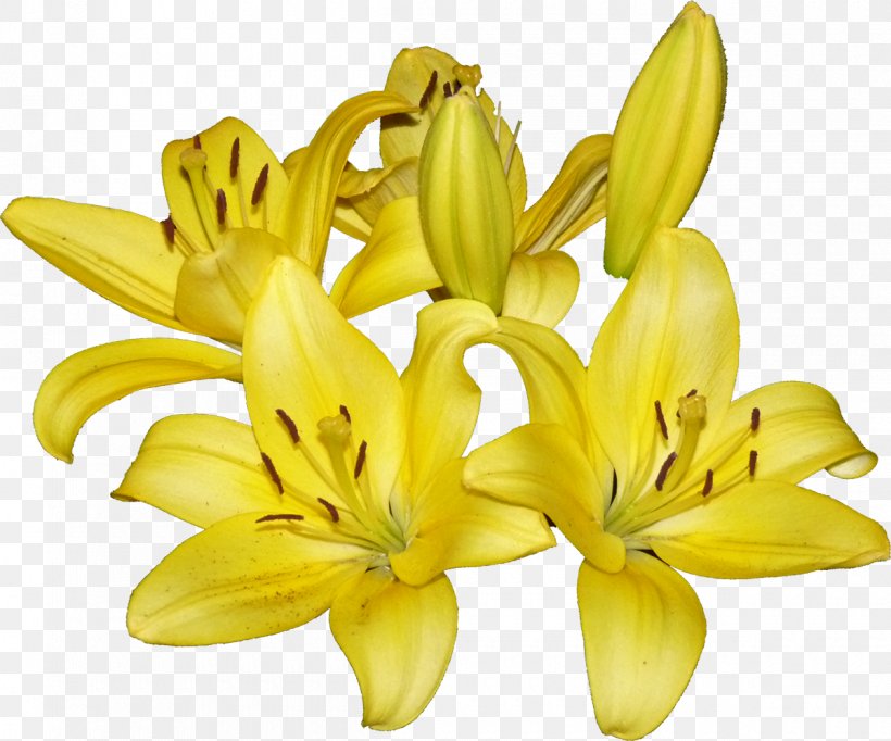 Cut Flowers Petal Daylily Banana, PNG, 1200x999px, Cut Flowers, Banana, Daylily, Flower, Flowering Plant Download Free