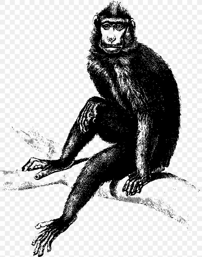 Monkey Gorilla Clip Art, PNG, 1881x2400px, Monkey, Black And White, Drawing, Fauna, Fictional Character Download Free
