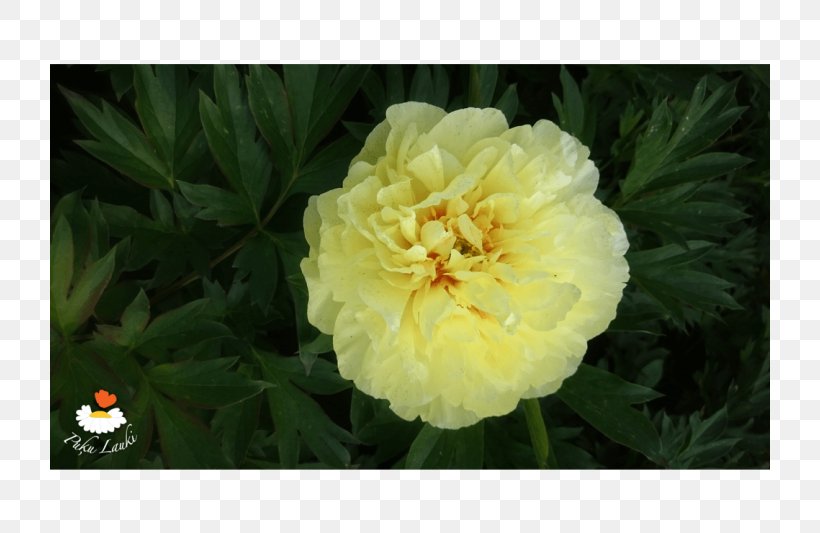 Peony Herbaceous Plant Floribunda Annual Plant, PNG, 720x533px, Peony, Annual Plant, Floribunda, Flower, Flowering Plant Download Free