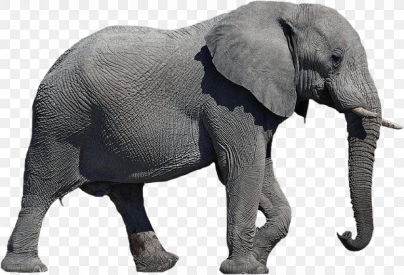 African Elephant Elephants Clip Art Desktop Wallpaper, PNG, 850x579px, African Elephant, Elephant, Elephants, Elephants And Mammoths, Highdefinition Television Download Free