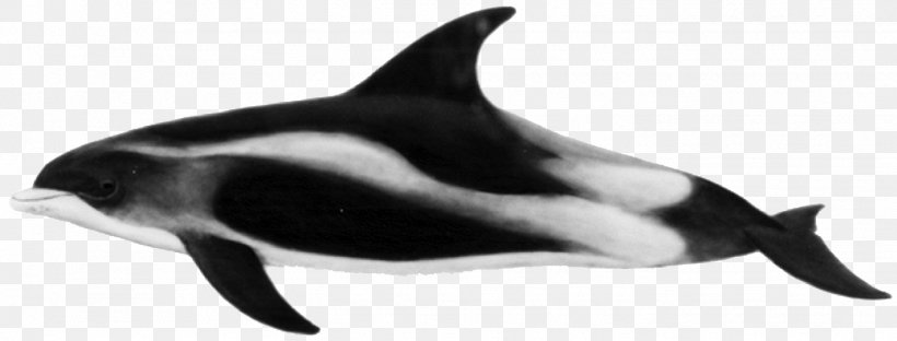 Rough-toothed Dolphin Short-beaked Common Dolphin White-beaked Dolphin Porpoise Striped Dolphin, PNG, 1425x543px, Roughtoothed Dolphin, Animal Figure, Black And White, Bottlenose Dolphin, Chinese White Dolphin Download Free