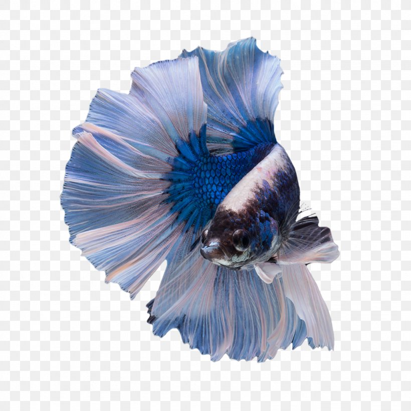 Siamese Fighting Fish Butterfly Tail Veiltail Blue Emerald Green Betta, PNG, 1024x1024px, Siamese Fighting Fish, Animal, Aquarium, Bettas, Blue Download Free