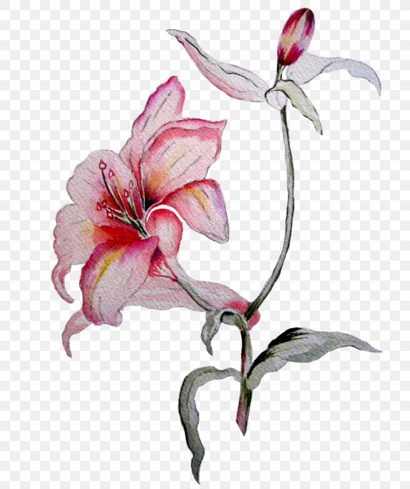 Amaryllis Flower Petal Still Life Photography, PNG, 723x976px, Amaryllis, Amaryllis Belladonna, Belladonna, Flora, Flower Download Free