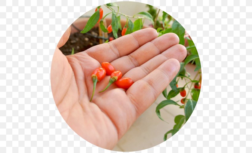 Bird's Eye Chili Raw Foodism Lycium Chinense Food Additive, PNG, 500x500px, Food, Bell Peppers And Chili Peppers, Capsicum Annuum, Cayenne Pepper, Chili Pepper Download Free