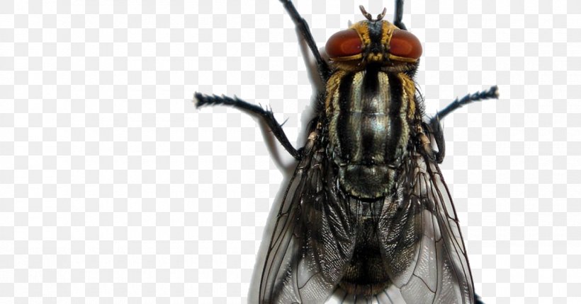 Estrella Del Barrio Insect Fly El Pinche Mara Pest, PNG, 1200x630px, Insect, Arthropod, Chambea, Fly, Gucci Gang Download Free