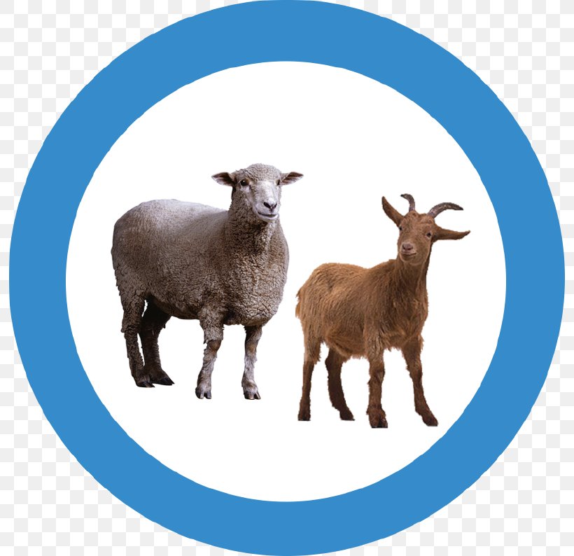 Goat Sheep Transparency Clip Art, PNG, 794x794px, Goat, Clipping Path, Cow Goat Family, Goat Antelope, Goat Meat Download Free
