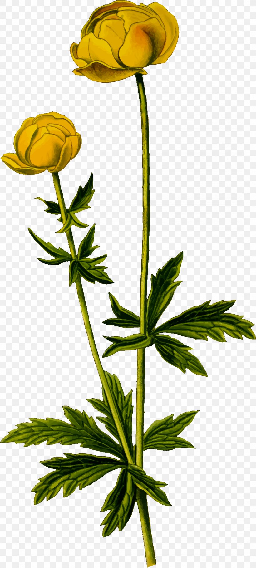 Trollius Europaeus Flower, PNG, 1081x2400px, Trollius Europaeus, Anemone, Bud, Cut Flowers, Flora Download Free