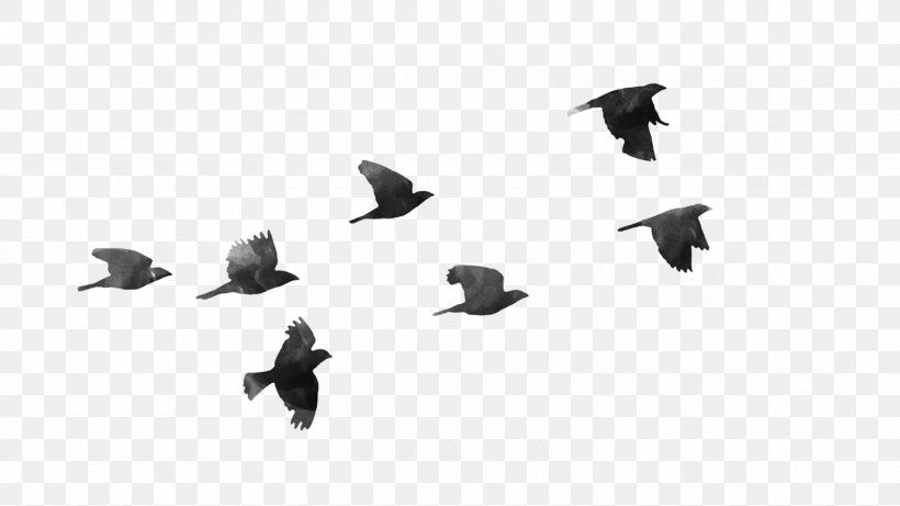 Bird Desktop Wallpaper Clip Art, PNG, 1600x900px, Bird, Animal Migration, Beak, Bird Flight, Bird Migration Download Free
