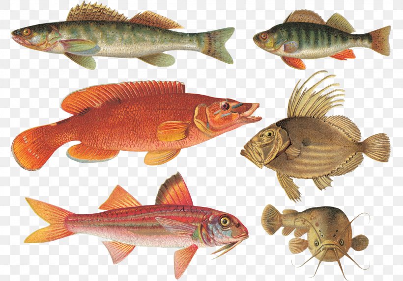 Bony Fishes Seahorse Perch Clip Art, PNG, 2309x1614px, Bony Fishes, Ad Blocking, Advertising, Animal, Bony Fish Download Free