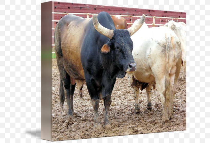 Calf Bucking Bull Rodeo, PNG, 650x560px, Calf, Bucking, Bucking Bull, Bull, Cattle Download Free