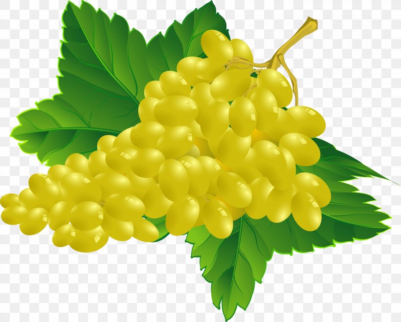 Common Grape Vine Wine Grape Leaves, PNG, 3432x2762px, Common Grape Vine, Berry, Food, Fruit, Grape Download Free