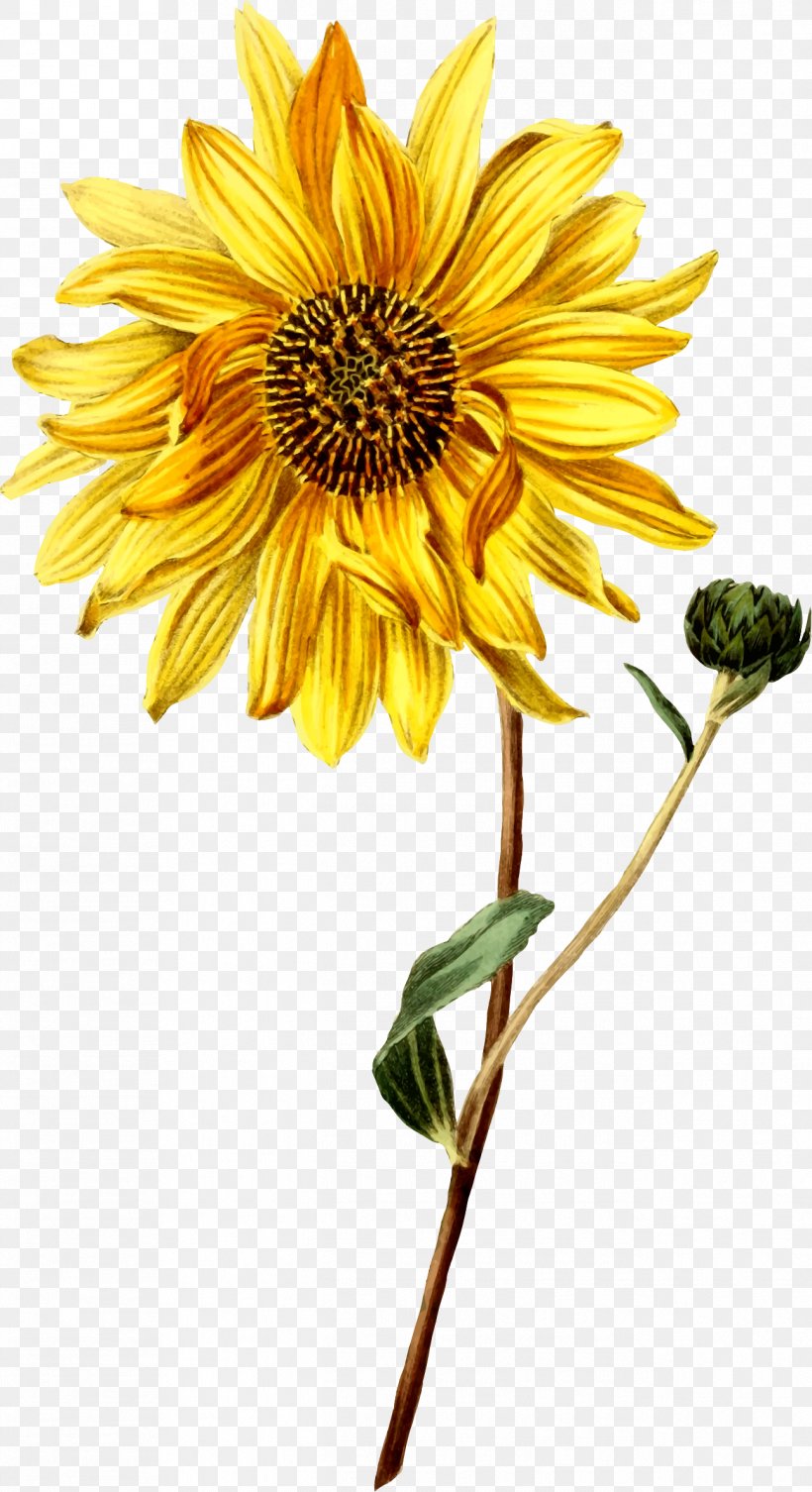 Common Sunflower Botanical Illustration Botany Drawing, PNG, 1294x2377px, Common Sunflower, Art, Botanical Illustration, Botany, Cut Flowers Download Free