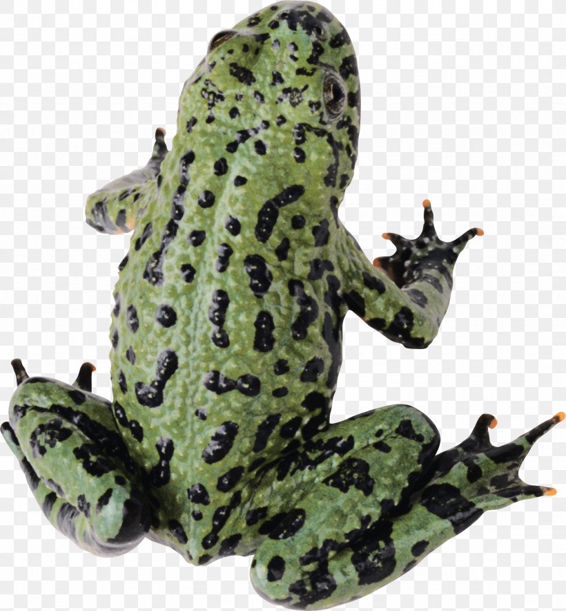Frog Clip Art, PNG, 1742x1878px, Frog, Amphibian, Image File Formats, Organism, Ranidae Download Free